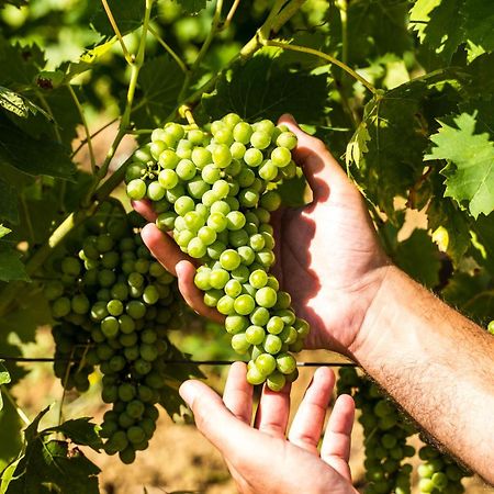 וינצ'י Agriturismo Casetta I מראה חיצוני תמונה