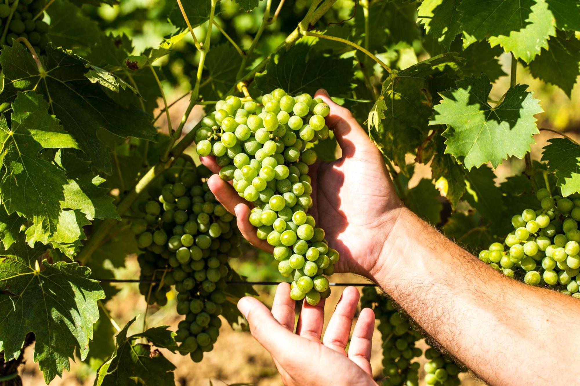 וינצ'י Agriturismo Casetta I מראה חיצוני תמונה
